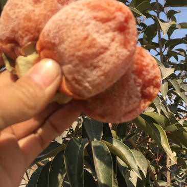 正宗富平柿饼