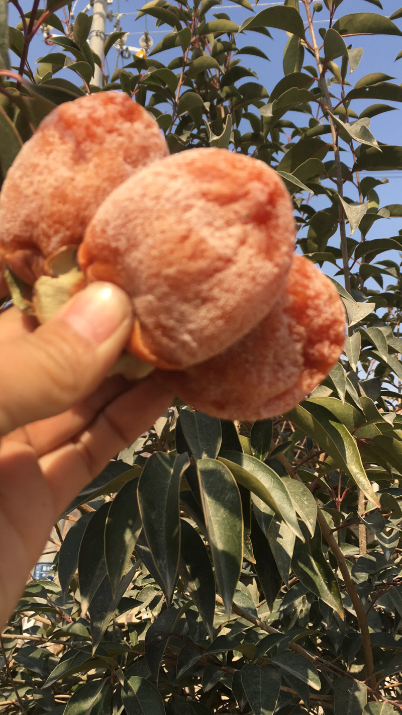 正宗富平柿饼
