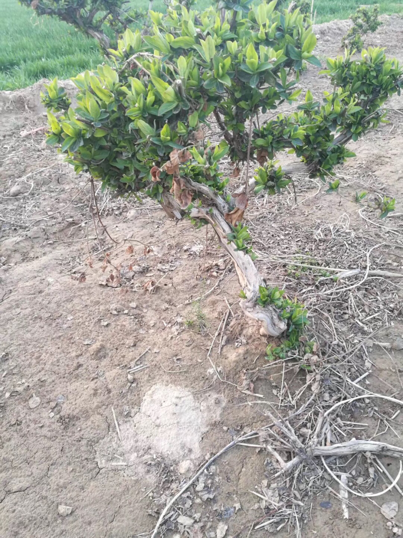 金银花苗