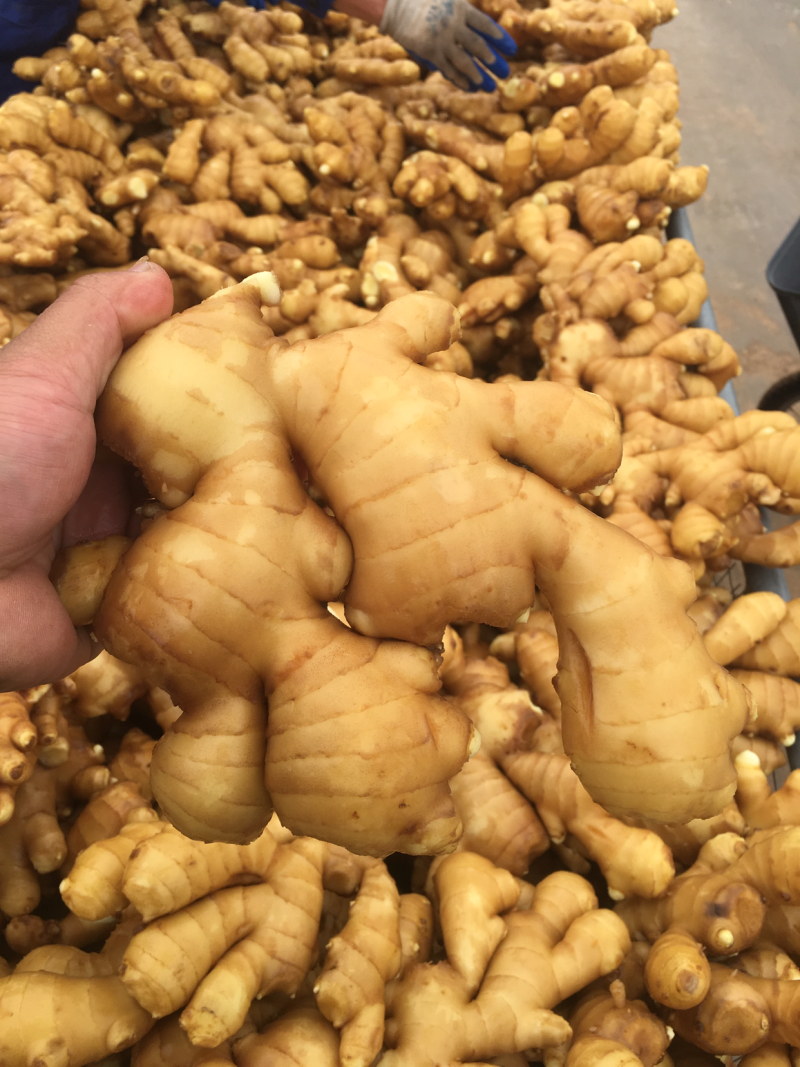 生姜