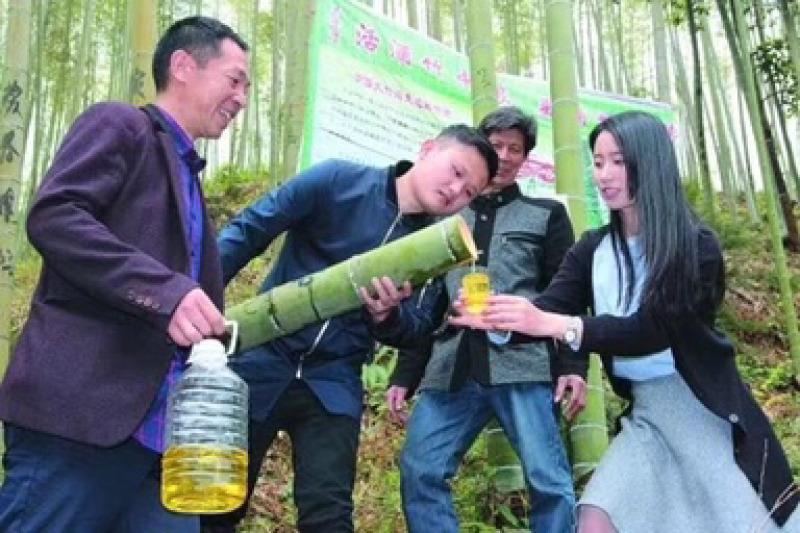 茅台镇原生态活竹酒