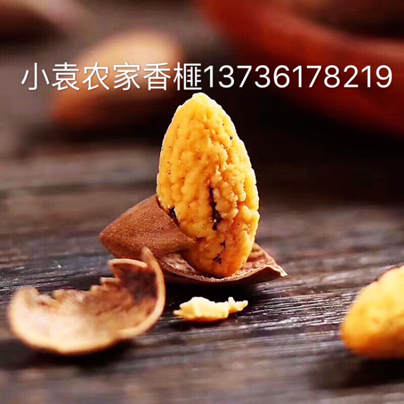 好香榧在农家一一榧常好