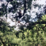 好香榧在农家一一榧常好