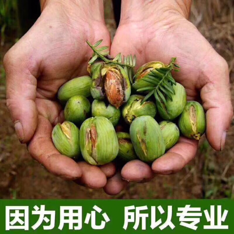 好香榧在农家一一榧常好