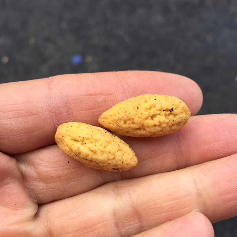 好香榧在农家一一榧常好
