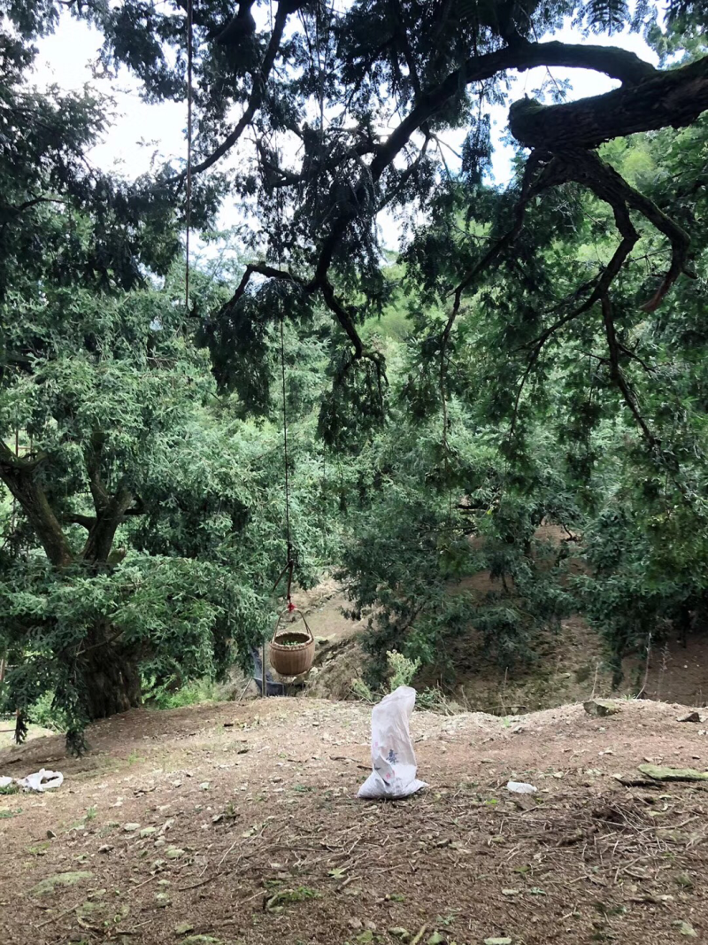 好香榧在农家一一榧常好