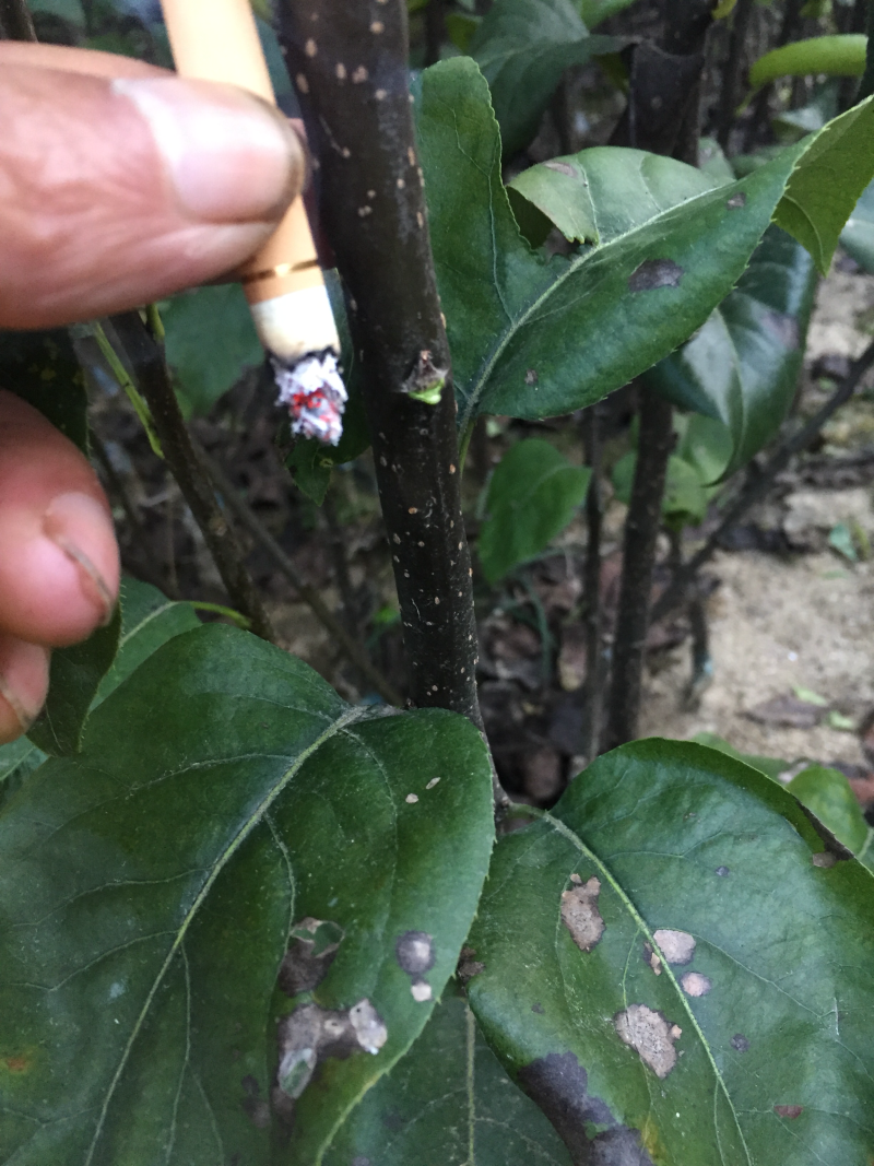 梨苗秋月梨树苗个大核小晚熟苗