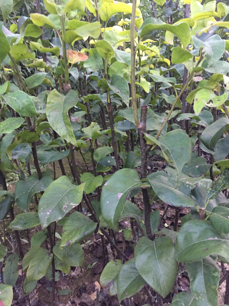 梨苗秋月梨树苗个大核小晚熟苗