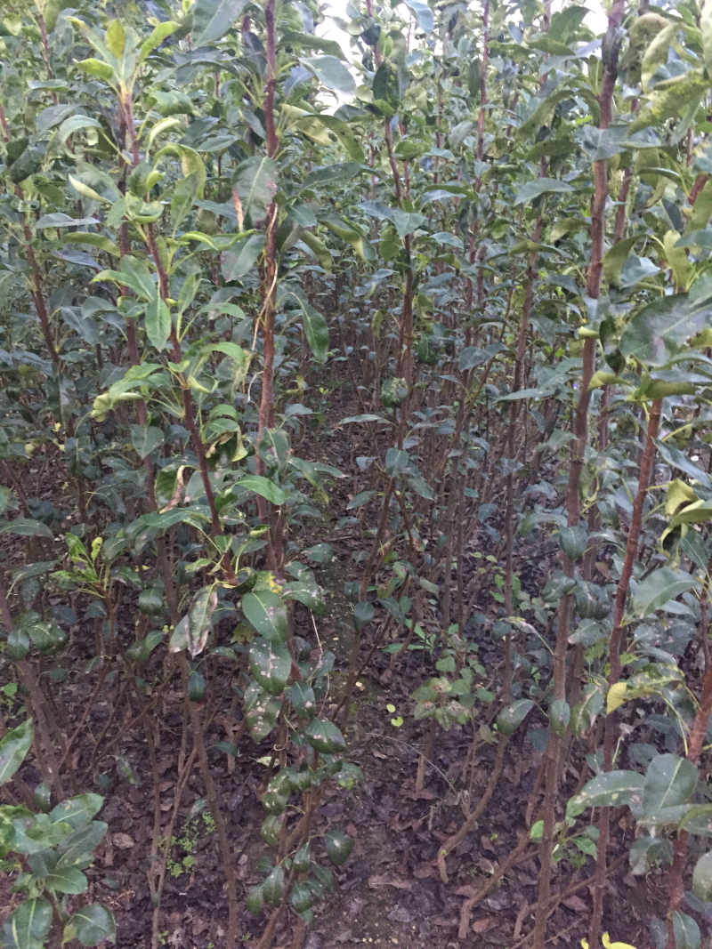 梨苗秋月梨树苗个大核小晚熟苗