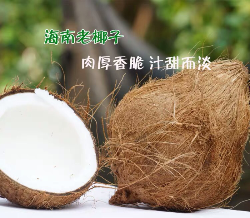 毛椰子海南椰子老椰子特价包邮