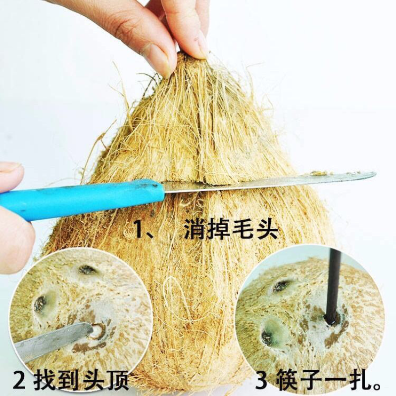 毛椰子海南椰子老椰子特价包邮