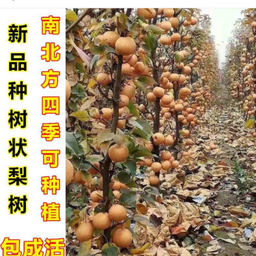 梨子🍐新高产品树苗批发