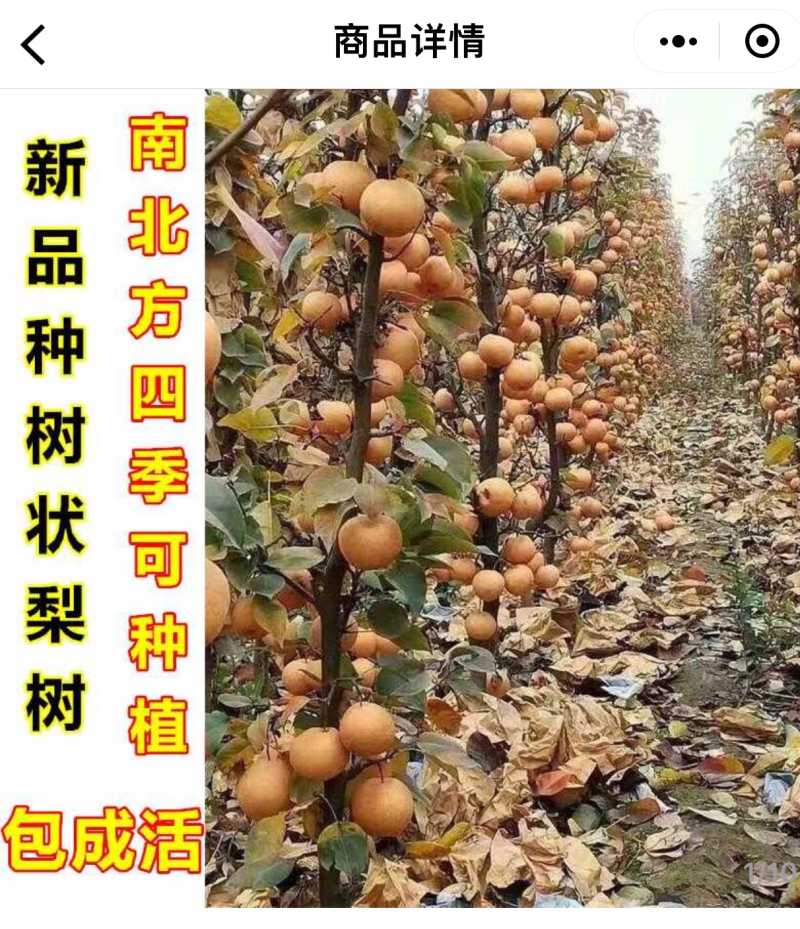 梨子🍐新高产品树苗批发