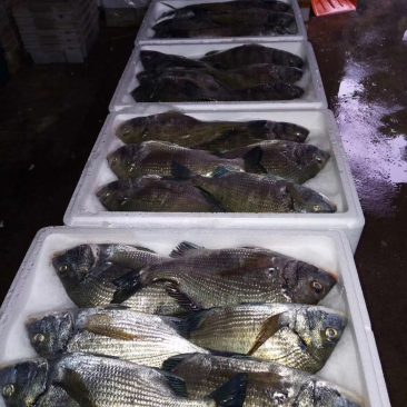 红鱼，批发深海鱼.高鲜度鱼，冰鲜鱼仔