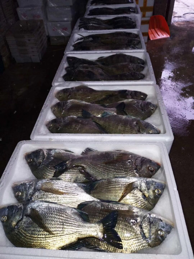 红鱼，批发深海鱼.高鲜度鱼，冰鲜鱼仔