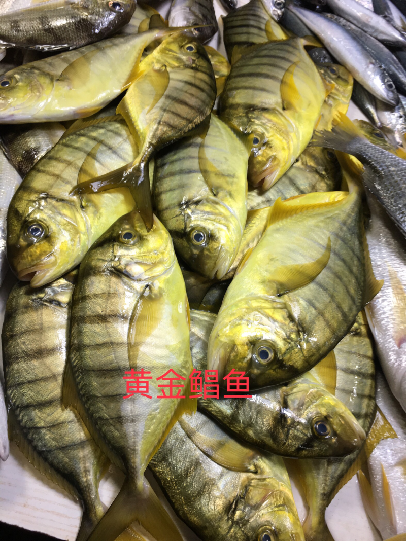 红鱼，批发深海鱼.高鲜度鱼，冰鲜鱼仔