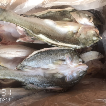 海鲈鱼