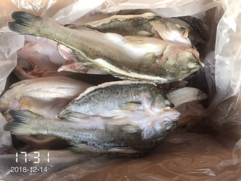 海鲈鱼