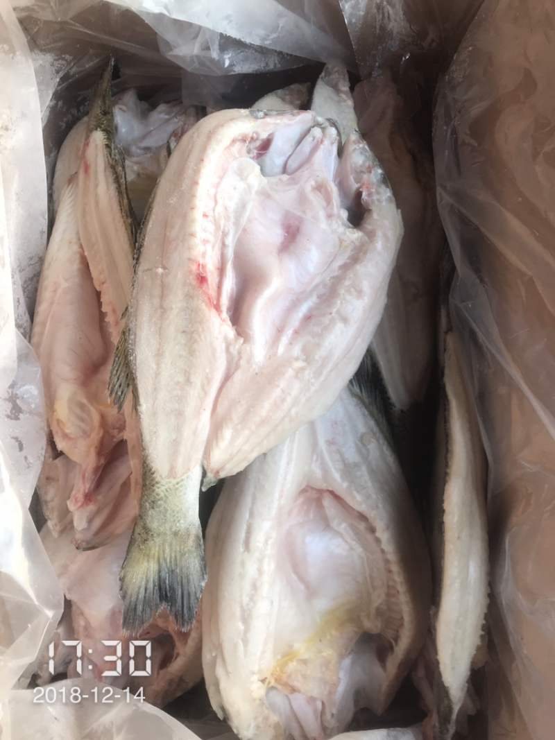 海鲈鱼