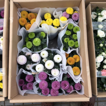 乒乓菊
