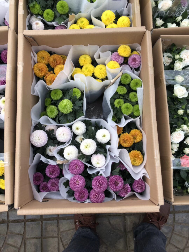 乒乓菊
