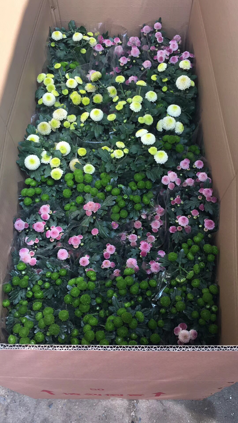 乒乓菊