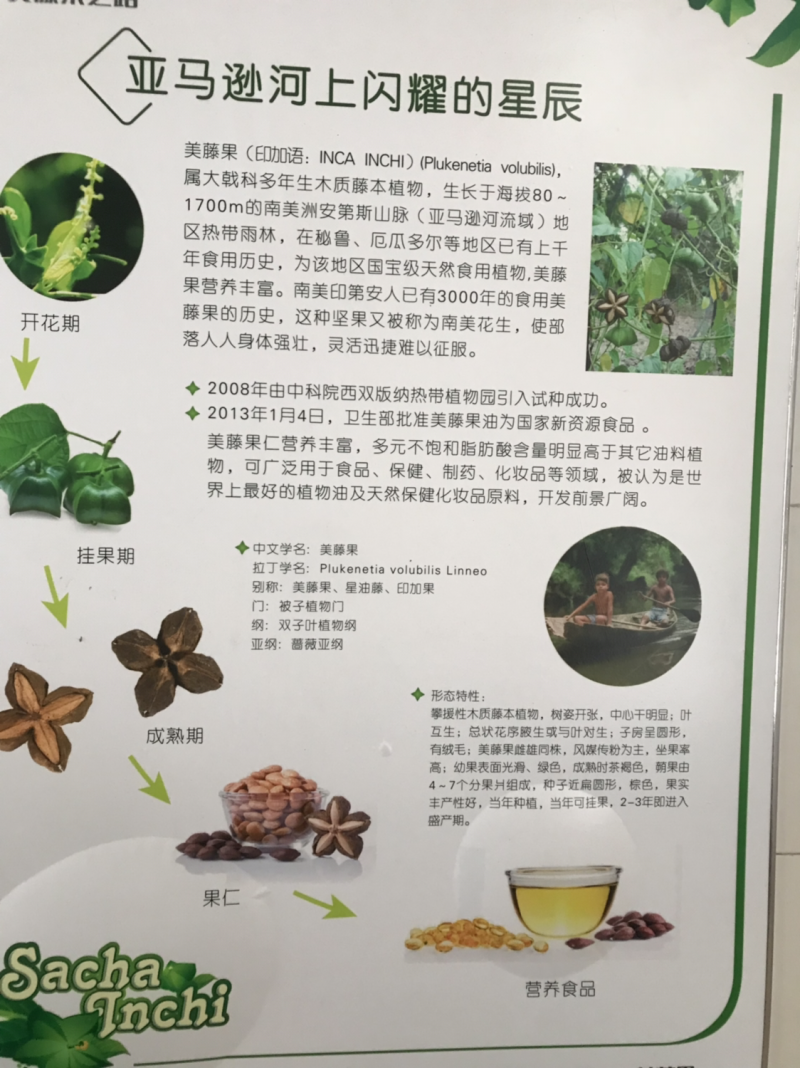 美藤果，印加果，星油藤，美藤果油系列产品招商加盟代理