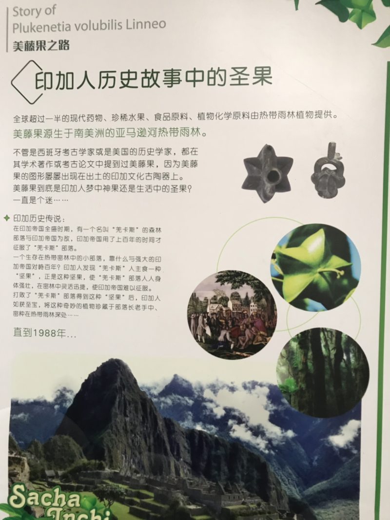 美藤果，印加果，星油藤，美藤果油系列产品招商加盟代理