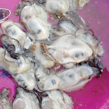 海蛎子肉