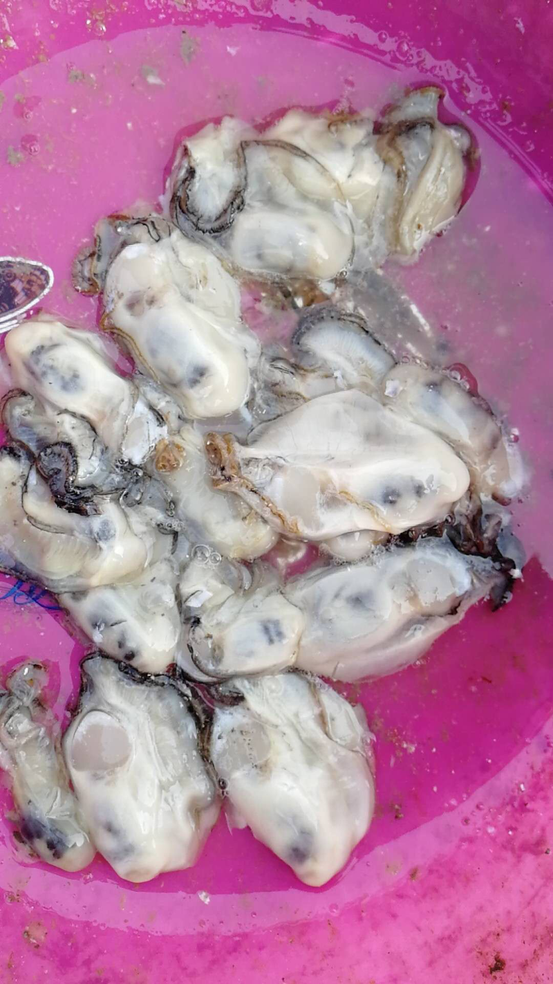 海蛎子肉