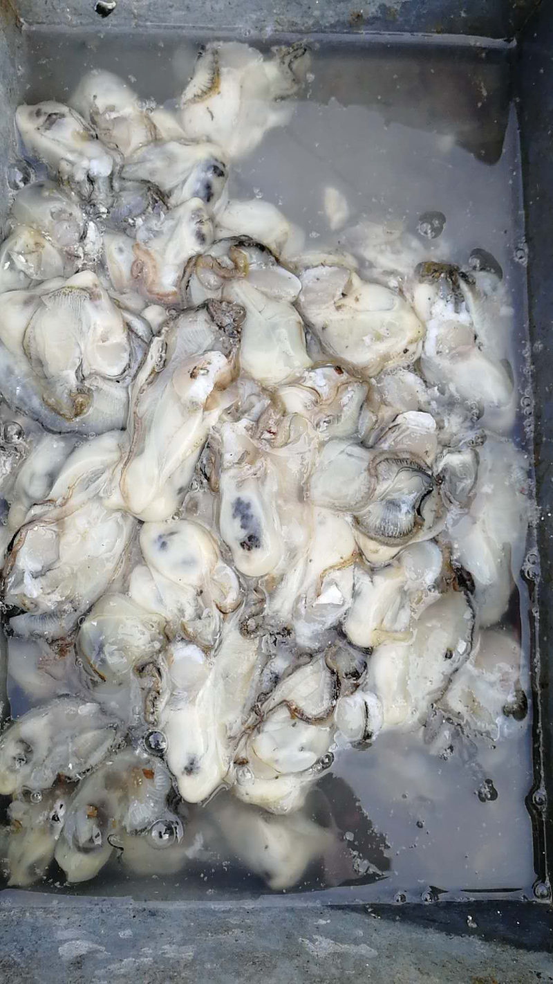海蛎子肉