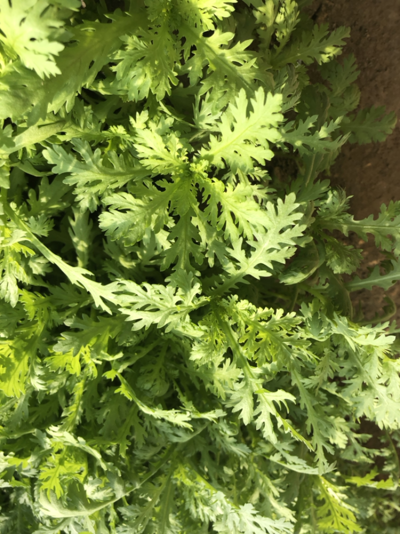 小叶茼蒿