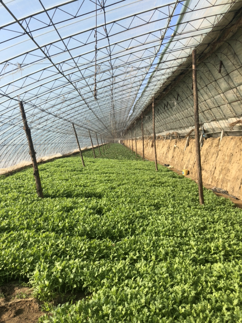 小叶茼蒿