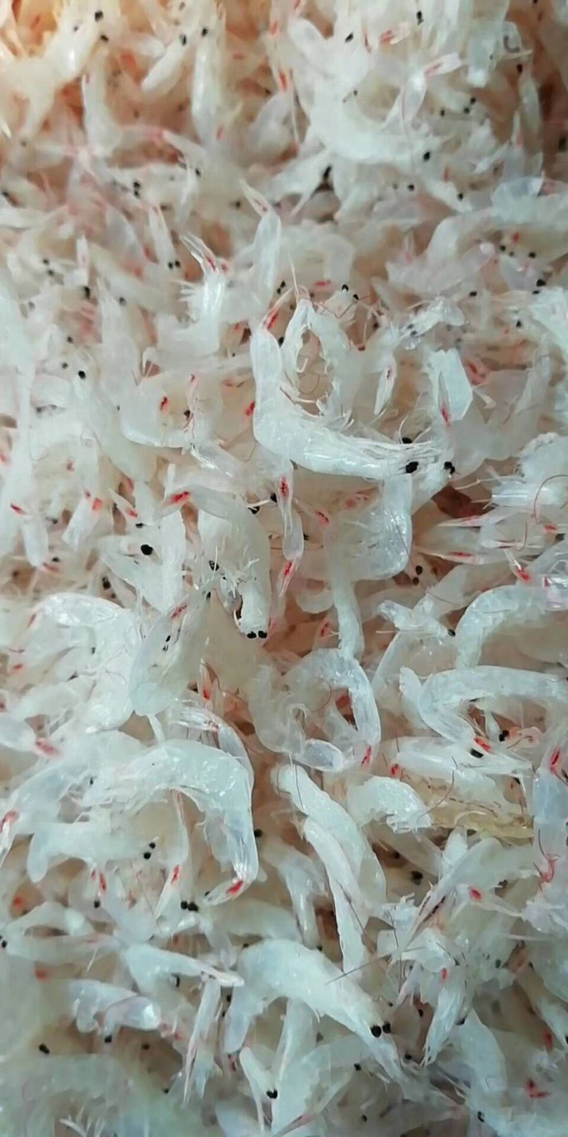 无盐虾皮，淡干虾皮，厂家直销，资质齐全，可贴牌，代加工