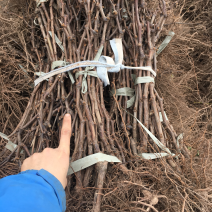 嫁接扦插苗天山当年结葡萄苗南方北方种植新品种盆栽地栽葡萄