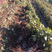 葡萄树苗盆地栽葡萄苗无籽巨峰品种南北方种植阳光玫瑰爬藤果