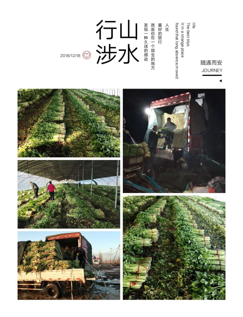 优质芹菜上市，质优价廉欢迎各位前来洽谈