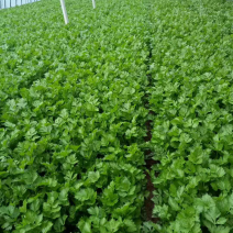 优质芹菜上市，质优价廉欢迎各位前来洽谈