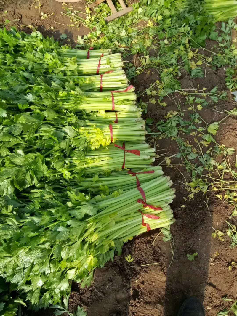 优质芹菜上市，质优价廉欢迎各位前来洽谈