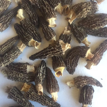 干羊肚特价处理，去柄肉厚头茬货