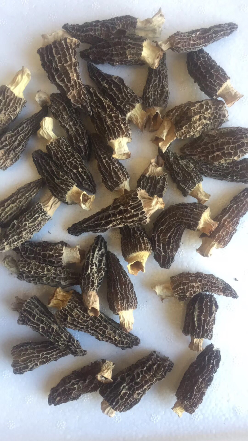 干羊肚特价处理，去柄肉厚头茬货