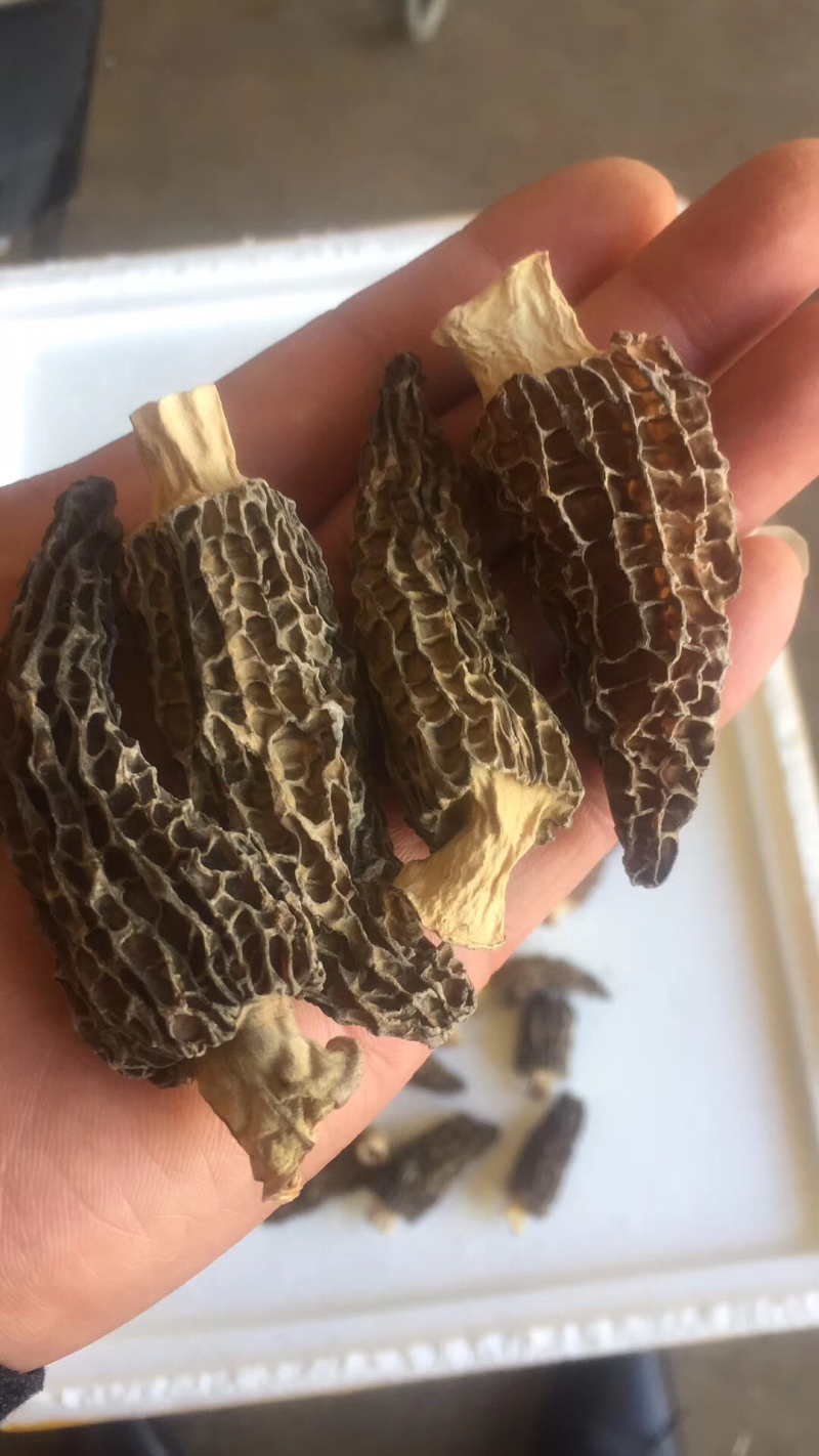 干羊肚特价处理，去柄肉厚头茬货