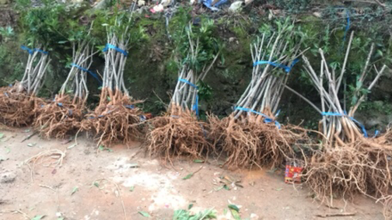 嫁接3年苗东魁黑炭杨梅苗，量大价优基地直供，欢迎咨询