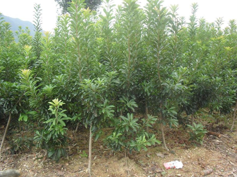嫁接3年苗东魁黑炭杨梅苗，量大价优基地直供，欢迎咨询