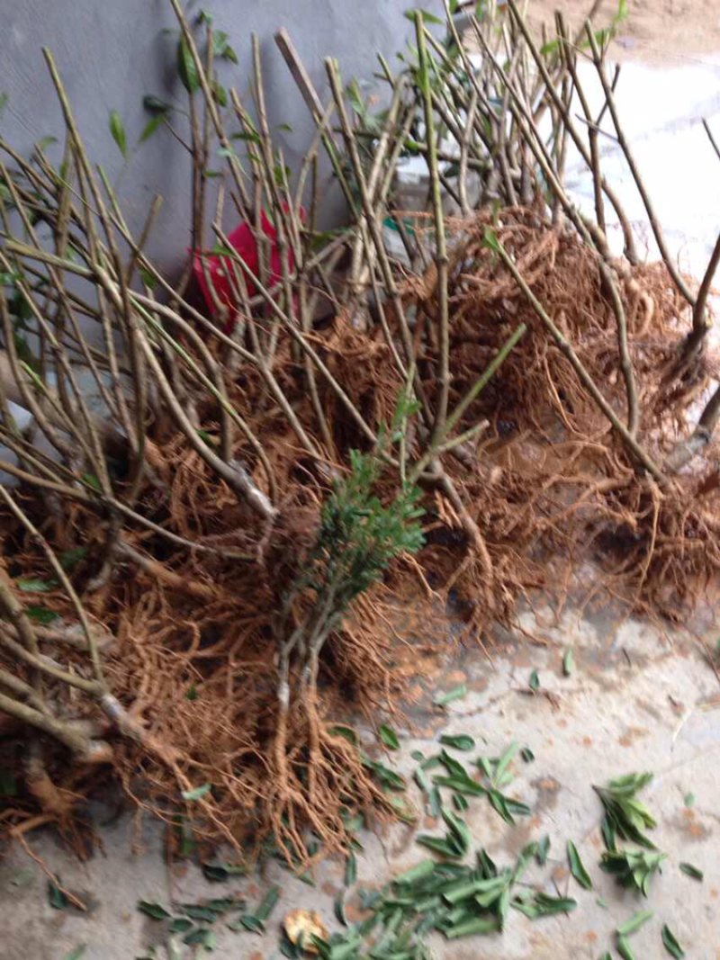 嫁接3年苗东魁黑炭杨梅苗，量大价优基地直供，欢迎咨询