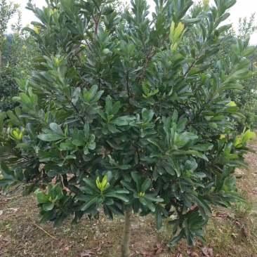嫁接3年苗东魁黑炭杨梅苗，量大价优基地直供，欢迎咨询