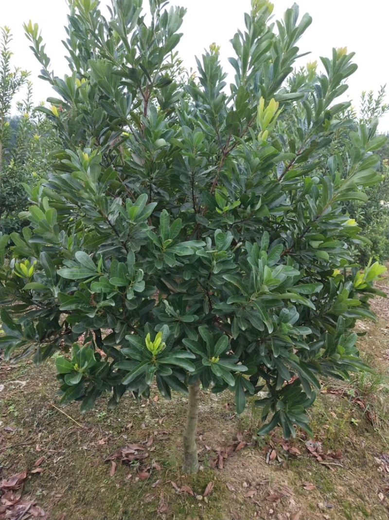 嫁接3年苗东魁黑炭杨梅苗，量大价优基地直供，欢迎咨询