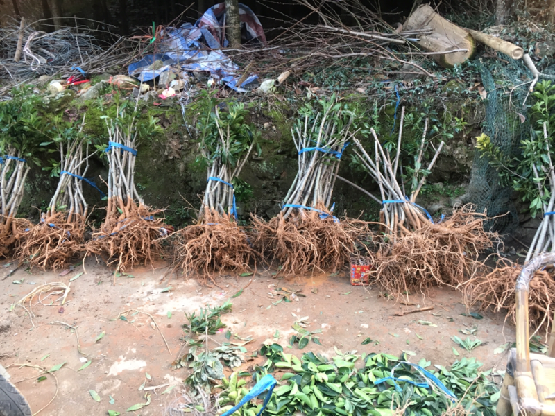嫁接3年苗东魁黑炭杨梅苗，量大价优基地直供，欢迎咨询