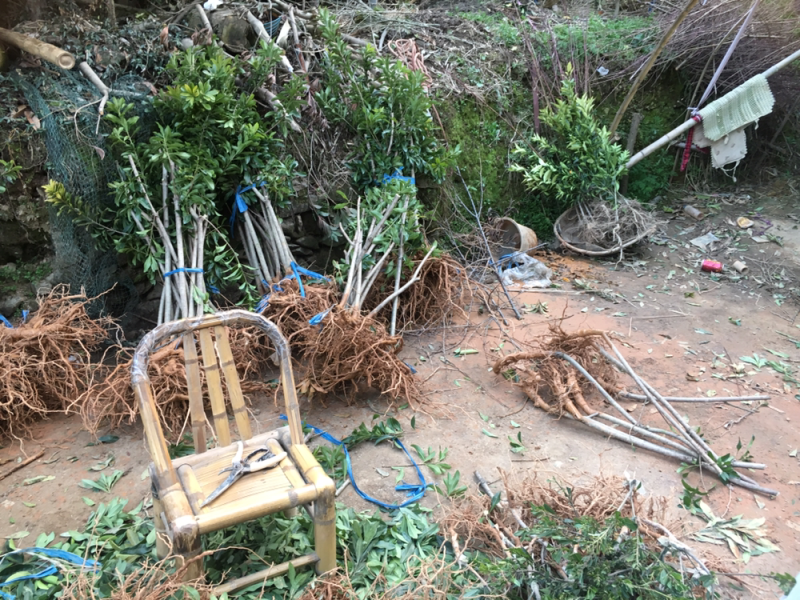 嫁接3年苗东魁黑炭杨梅苗，量大价优基地直供，欢迎咨询