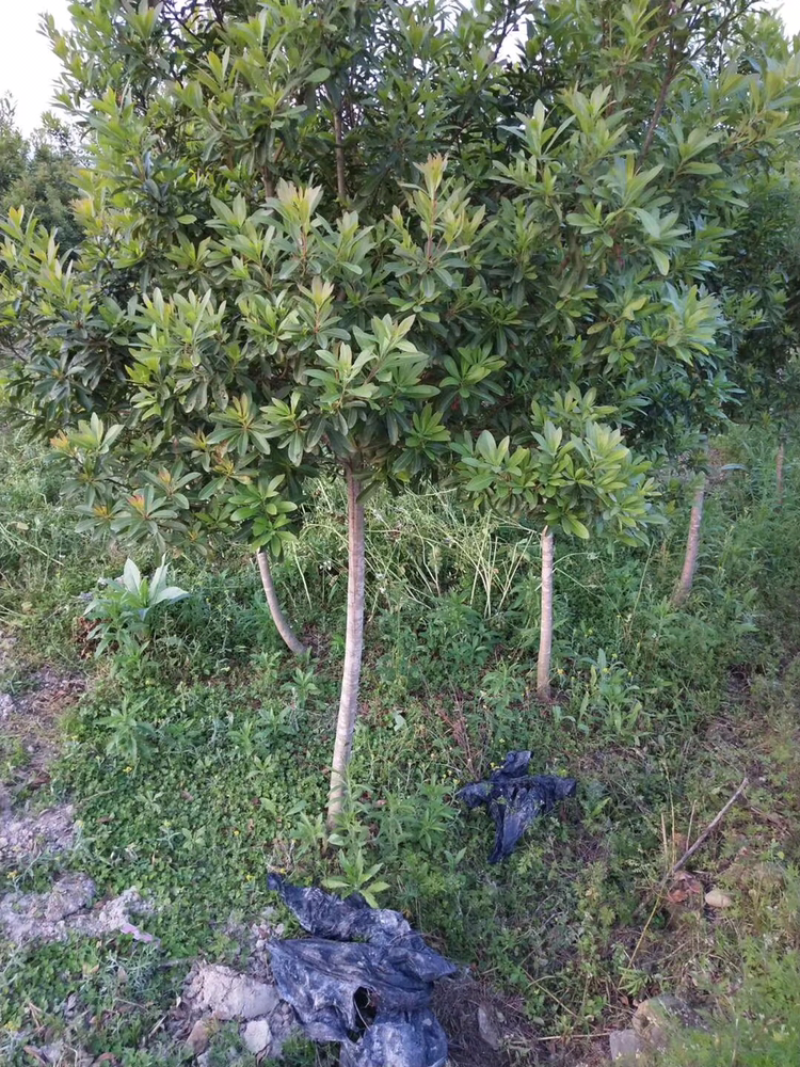 嫁接3年苗东魁黑炭杨梅苗，量大价优基地直供，欢迎咨询